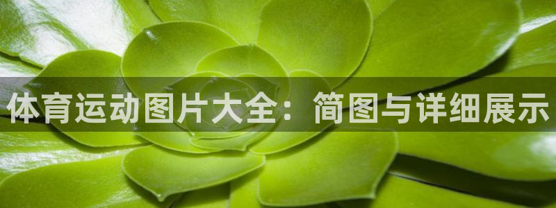风速体育在线直播